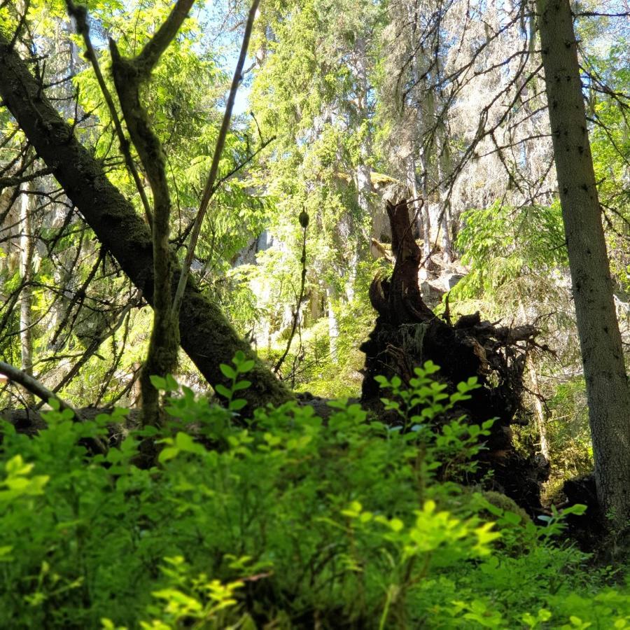 Cabin Near Lake And Beautiful Nature Reserve. Bodafors المظهر الخارجي الصورة